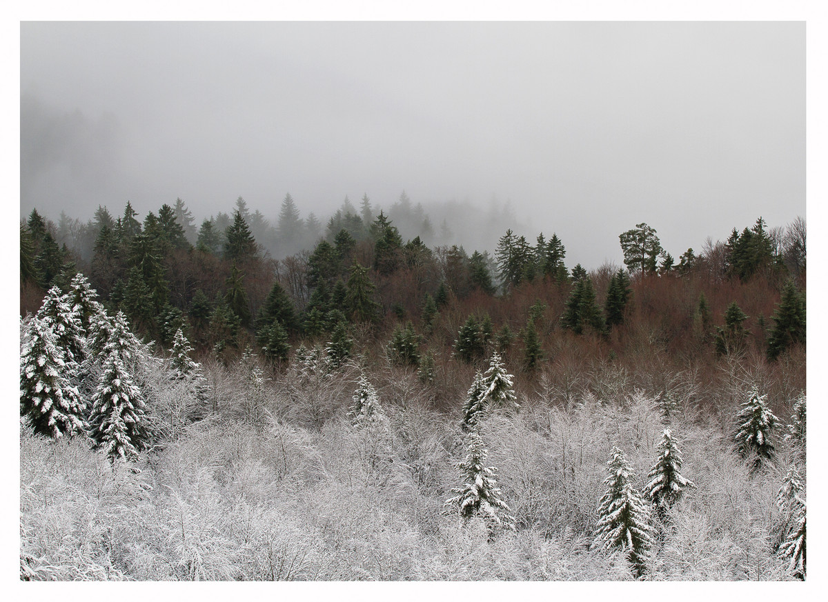 Wald Winter - 14x10cm