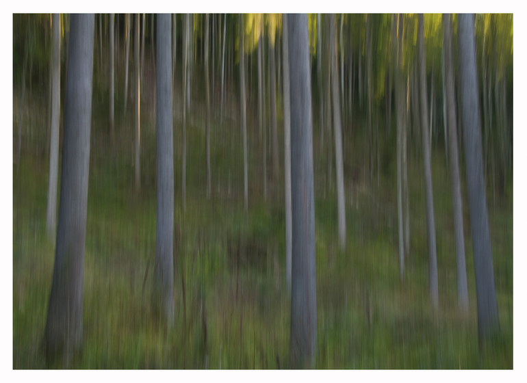 Forêt jurassienne - 14x10cm