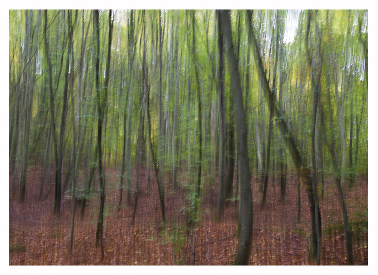 Forêt, lac de Constance - 14x10cm
