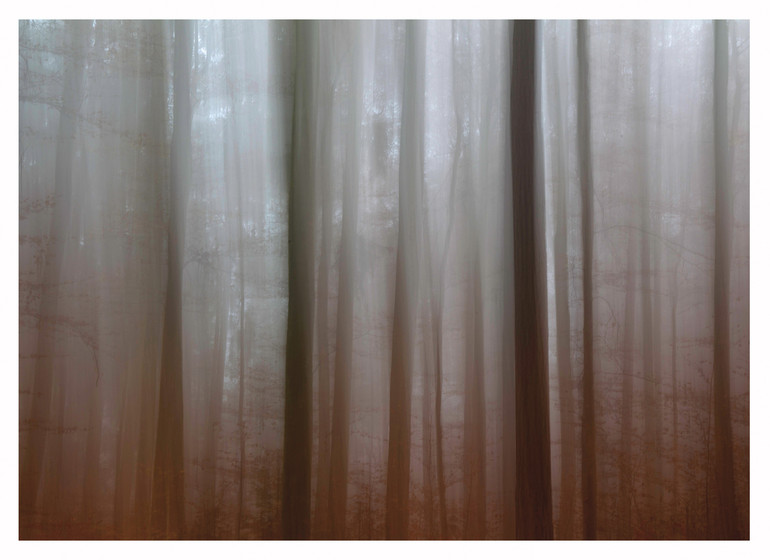 Forêt dans la brume, lac de Constance - 14x10cm