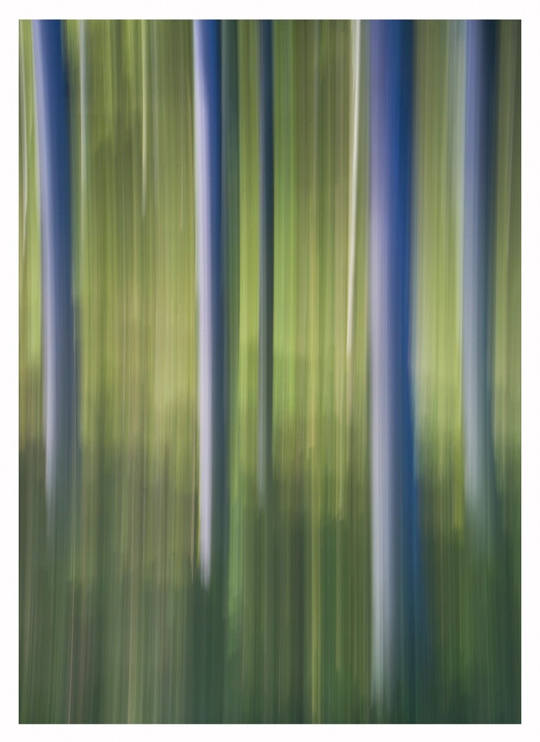 Forêt jurassienne - 14x10cm