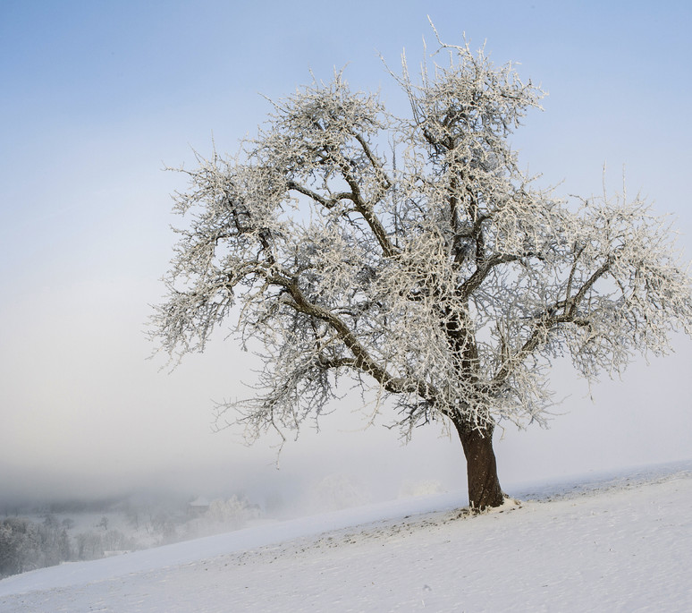 Arbre dans la neige 1- Baum im Schnee 1