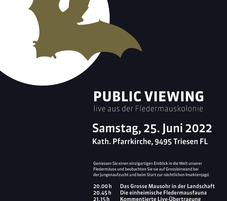 Public viewing 2022 - Live aus der Fledermauskolonie