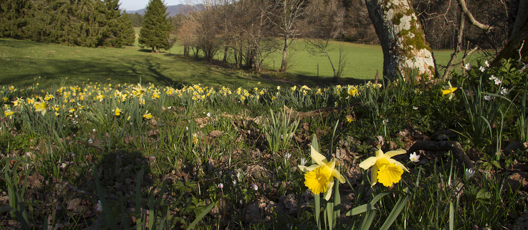 Berne, Hotspots Freiberge, Liliaceae, Liliales, Liliidae, Liliopsida, Magnoliophyta, Narcissus, Narcissus jonquilla, Pflanze, Rallus aquaticus, Schweiz, Tramelan