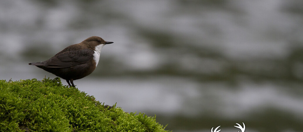 Cincle plongeur 8 - Wasseramsel 8