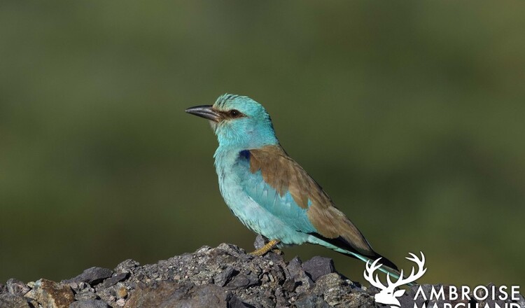 Kazakhstan - European Roller