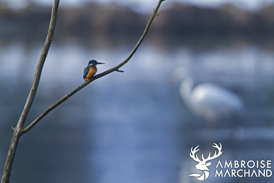 Martin-pécheur - Eisvogel