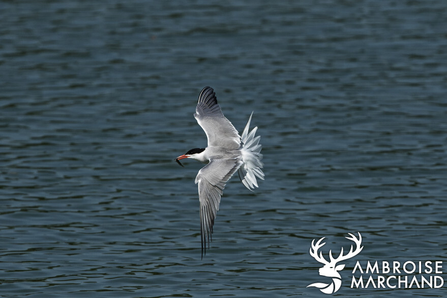 Hotspot Bodensee - Sterne peirregarin - Flussseeschwalbe 11