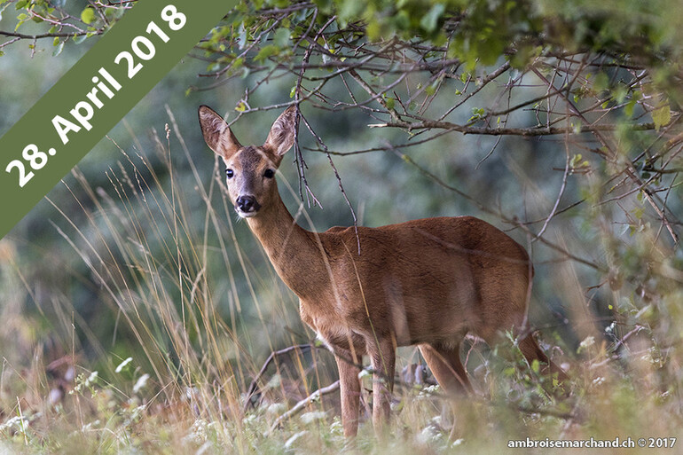 Auf Pirsch mit einem professionellen Naturfotografen