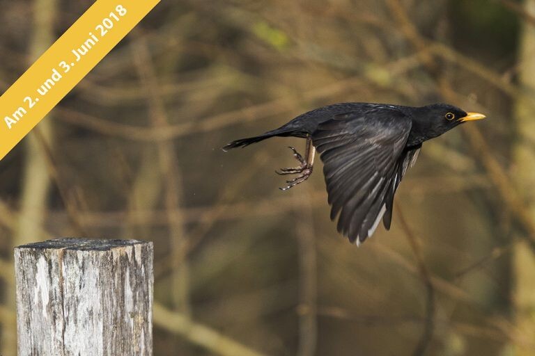 Kurs Tierpark_Actionfotografie 2018