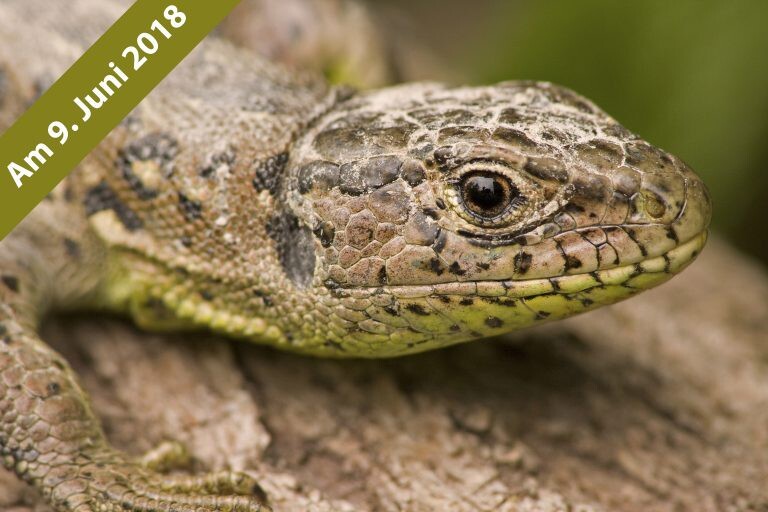 Vertiefung Naturfotografie: Makrofotografie