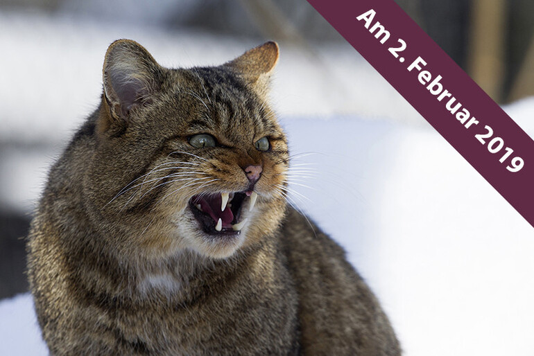 Grundlagen der Naturfotografie im winterlichen Tierpark