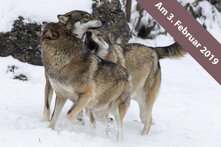 Vertiefung Actionfotografie «Tiere im Winter»