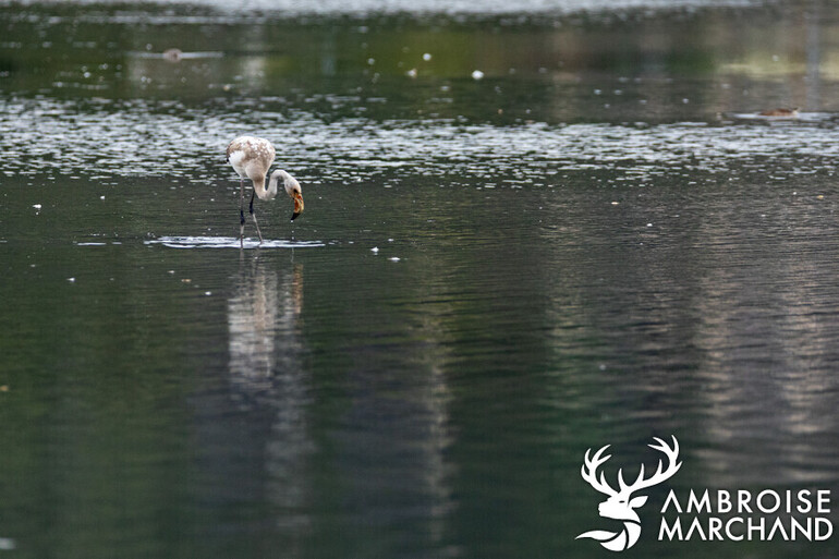 Klingnauer Stausee - 3
