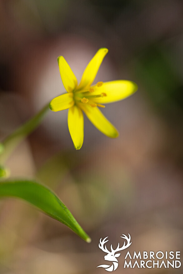 Gelbstern - KT SH -1