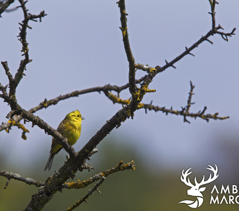 Bruant jaune 1 - Goldammer 1 | Dynamischen Teil konnte nicht geladen werden 'ImageProperties'