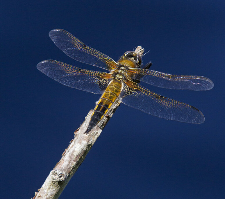 Libellule à quatre taches - Vierfleck
