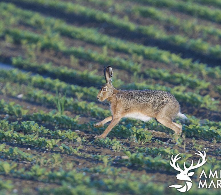 Lièvre d'Europe 1 - Feldhase 1