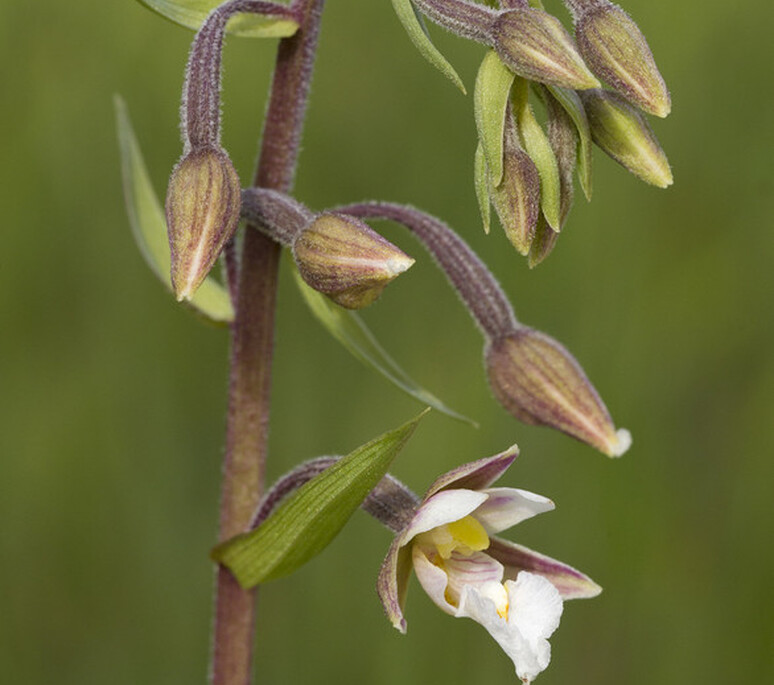 Epipactis palustris | Dynamischen Teil konnte nicht geladen werden 'ImageProperties'
