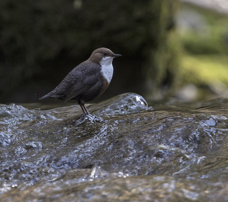Cincle plongeur, Wasseramsel 8 | Chargement impossible de la dynamic part 'ImageProperties'