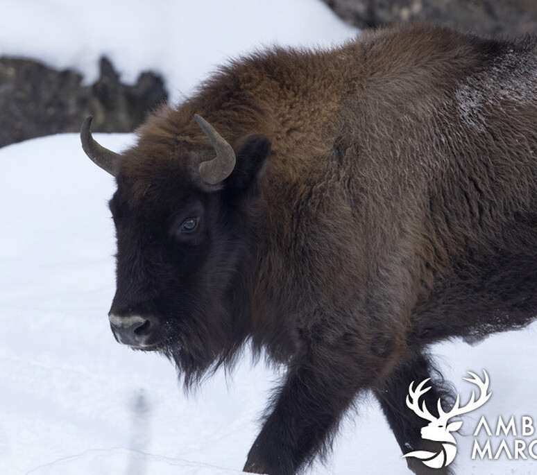 Wisent - Bison d'Europe 1 | Dynamischen Teil konnte nicht geladen werden 'ImageProperties'