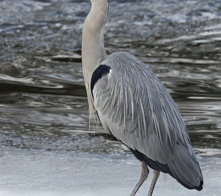 Graureiher - Héron cendré 10 | Dynamischen Teil konnte nicht geladen werden 'ImageProperties'