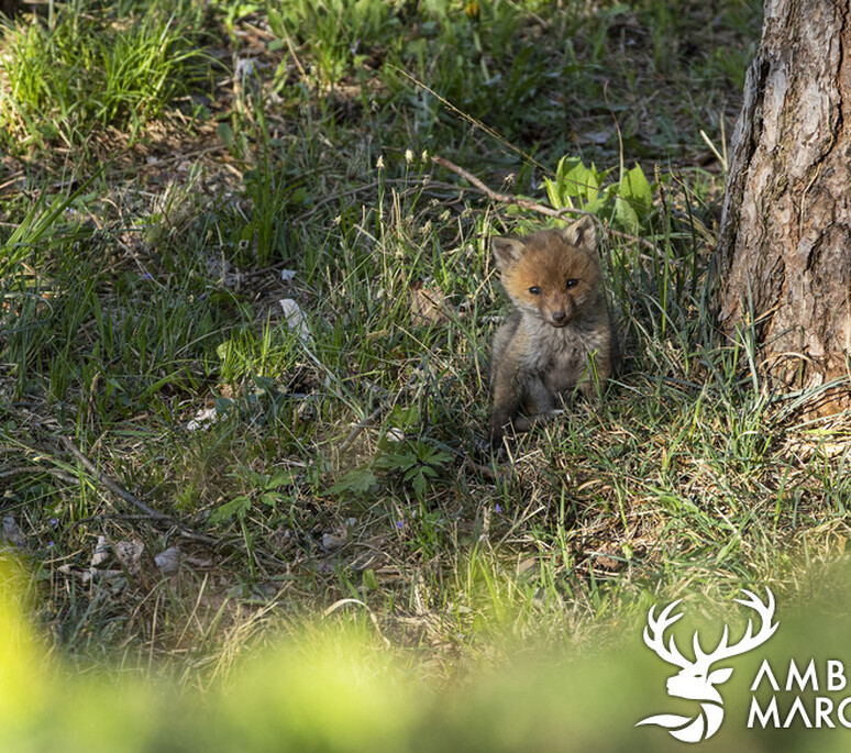 Winterthur - Jung Rotfuchs - Jeune renard roux - Vulpes vulpes - 1 | Dynamischen Teil konnte nicht geladen werden 'ImageProperties'
