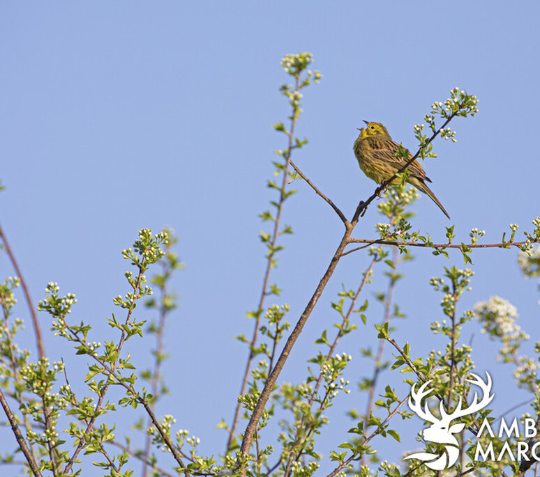 Hotspots Bodensee - Goldammer - Bruant jaune - Emberiza citrinella - 1 | Dynamischen Teil konnte nicht geladen werden 'ImageProperties'