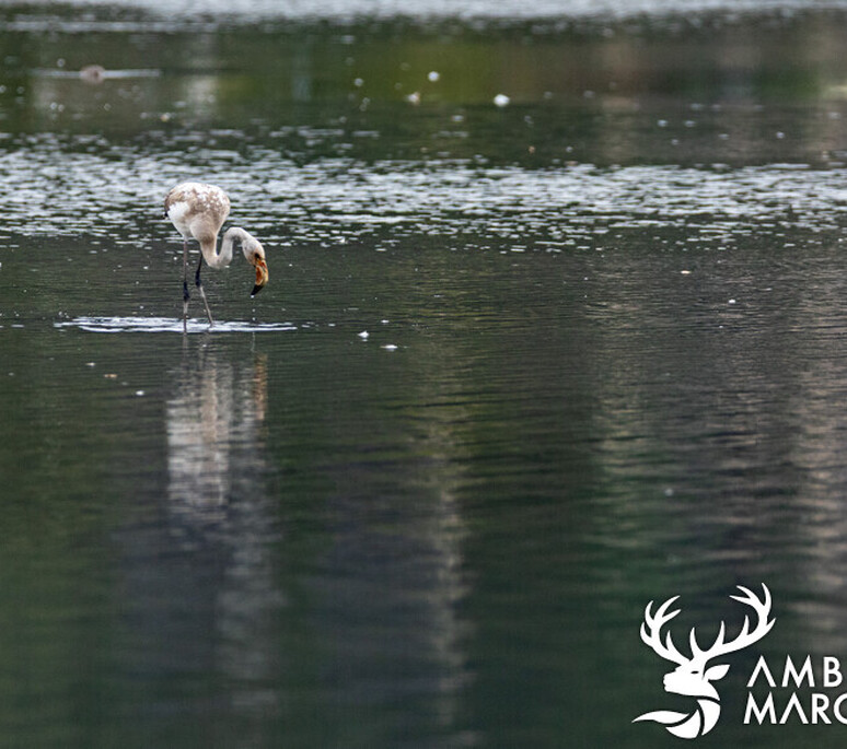 Klingnauer Stausee - 3 | Dynamischen Teil konnte nicht geladen werden 'ImageProperties'