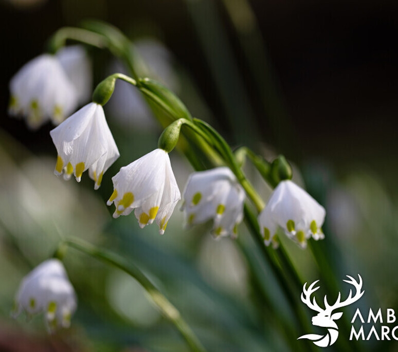 Märzenbecher - KT SH - 1 | Chargement impossible de la dynamic part 'ImageProperties'