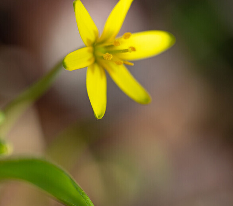 Les messagers du printemps